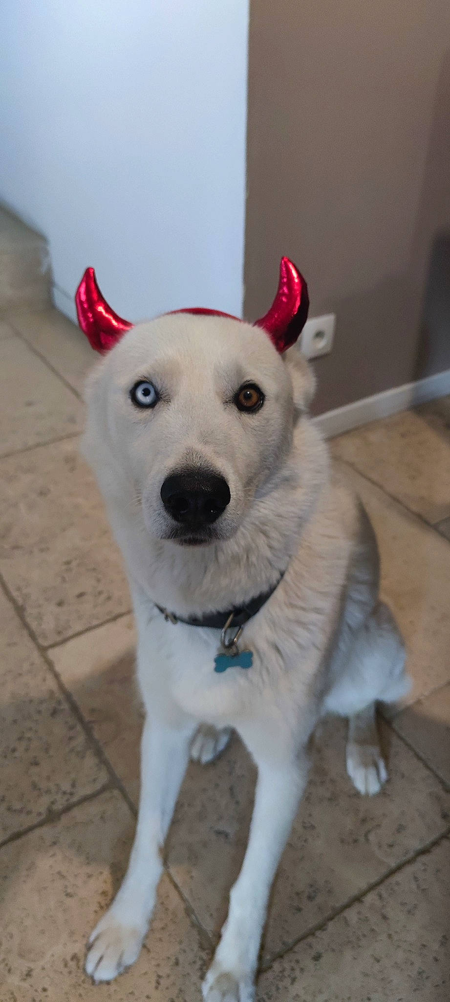 Nooky a rejoint le concours — aidez-le/la à gagner de superbes lots ! ancient_dog_breeds, canidae, carnivore, collar, companion_dog, dog, dog_breed, dog_collar, dog_supply, fawn, fur, non_sporting_group, pet_supply, snout, sporting_group, tail, whiskers, working_animal, working_dog