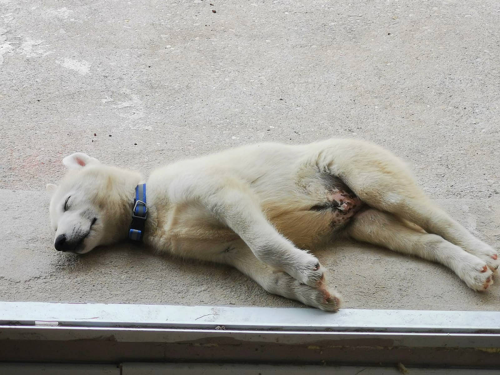 Nooky participe au concours pour gagner de l'argent avec cette photo : bear, canidae, carnivore, claw, dog_breed, fawn, foot, fur, human_leg, paw, polar_bear, snout, sporting_group, tail, terrestrial_animal, wildlife, window