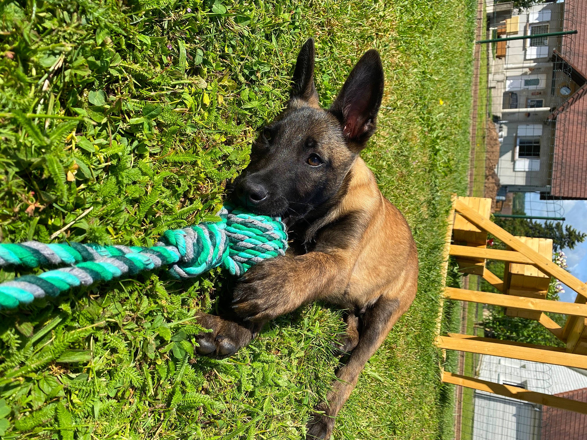 Ryo a rejoint le concours — aidez-le/la à gagner de superbes lots ! belgian_shepherd, belgian_shepherd_malinois, canidae, carnivore, dog, dog_breed, dutch_shepherd_dog, fawn, formosan_mountain_dog, german_shepherd_dog, grass, mammal, plant, police_dog, rare_breed_dog, vertebrate, working_dog