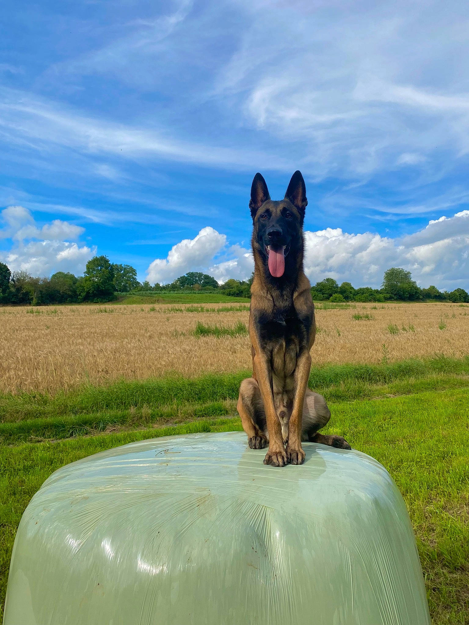 Ryo a rejoint le concours — aidez-le/la à gagner de superbes lots ! australian_cattle_dog, blue, carnivore, cloud, companion_dog, dog, dog_breed, fawn, german_shepherd_dog, grass, grassland, herding_dog, landscape, pasture, plant, sky, snout, sporting_group, tree, working_animal