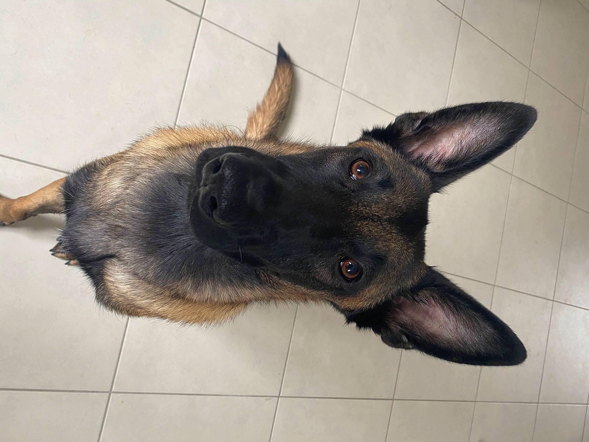 Ryo a rejoint le concours — aidez-le/la à gagner de superbes lots ! canidae, carnivore, companion_dog, dog, dog_breed, ear, fawn, flooring, foot, fur, german_shepherd_dog, grey, liver, paw, snout, sporting_group, terrestrial_animal, whiskers, working_animal