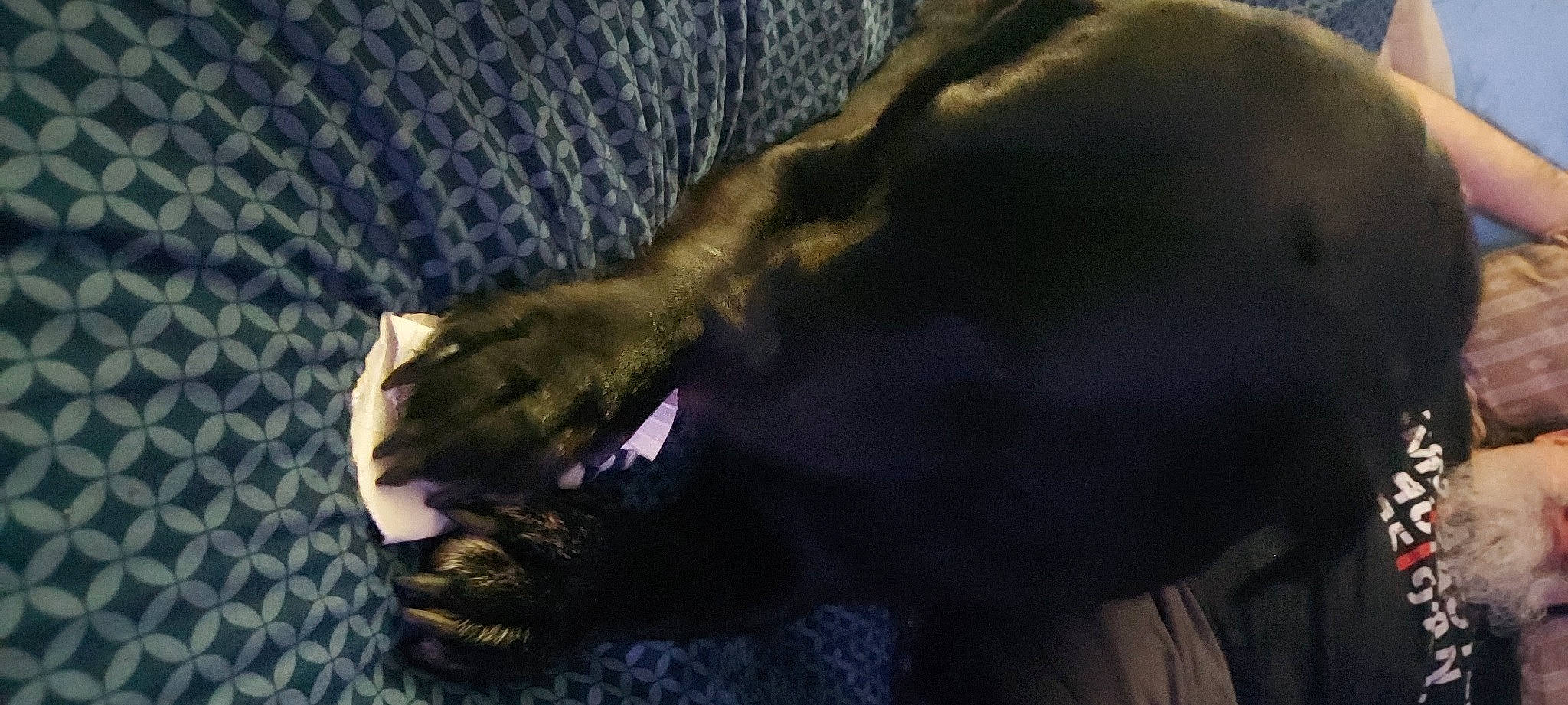 Thor joined the competition — help win amazing prizes! canidae, carnivore, claw, dog_breed, fawn, felidae, foot, fur, gesture, human_leg, liver, paw, small_to_medium_sized_cats, snout, sporting_group, tail, terrestrial_animal, whiskers, wildlife, working_animal