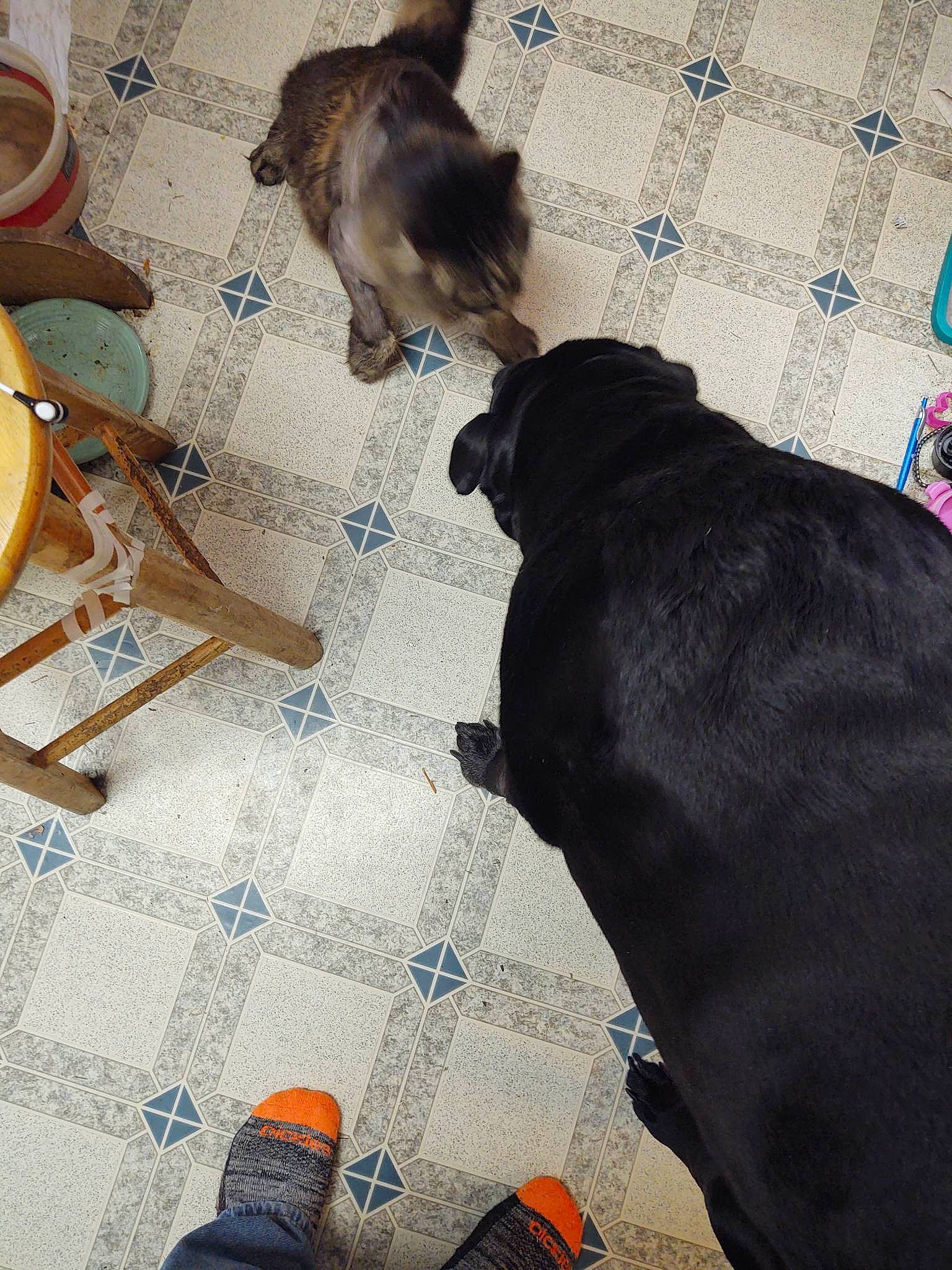 Thor joined the competition — help win amazing prizes! blue, carnivore, comfort, companion_dog, dog, dog_breed, fawn, felidae, floor, flooring, fur, hardwood, linens, mammal, small_to_medium_sized_cats, tableware, tail, vertebrate, wood, working_animal