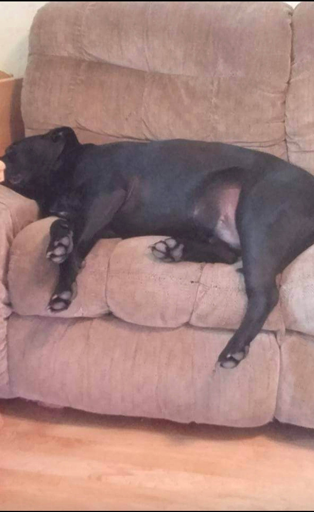 Thor is registered to the contest to win money with this photo: carnivore, comfort, companion_dog, couch, dog, dog_breed, fawn, grey, hardwood, linens, liver, nap, snout, sporting_group, studio_couch, tail, terrestrial_animal, tints_and_shades, wood, working_animal