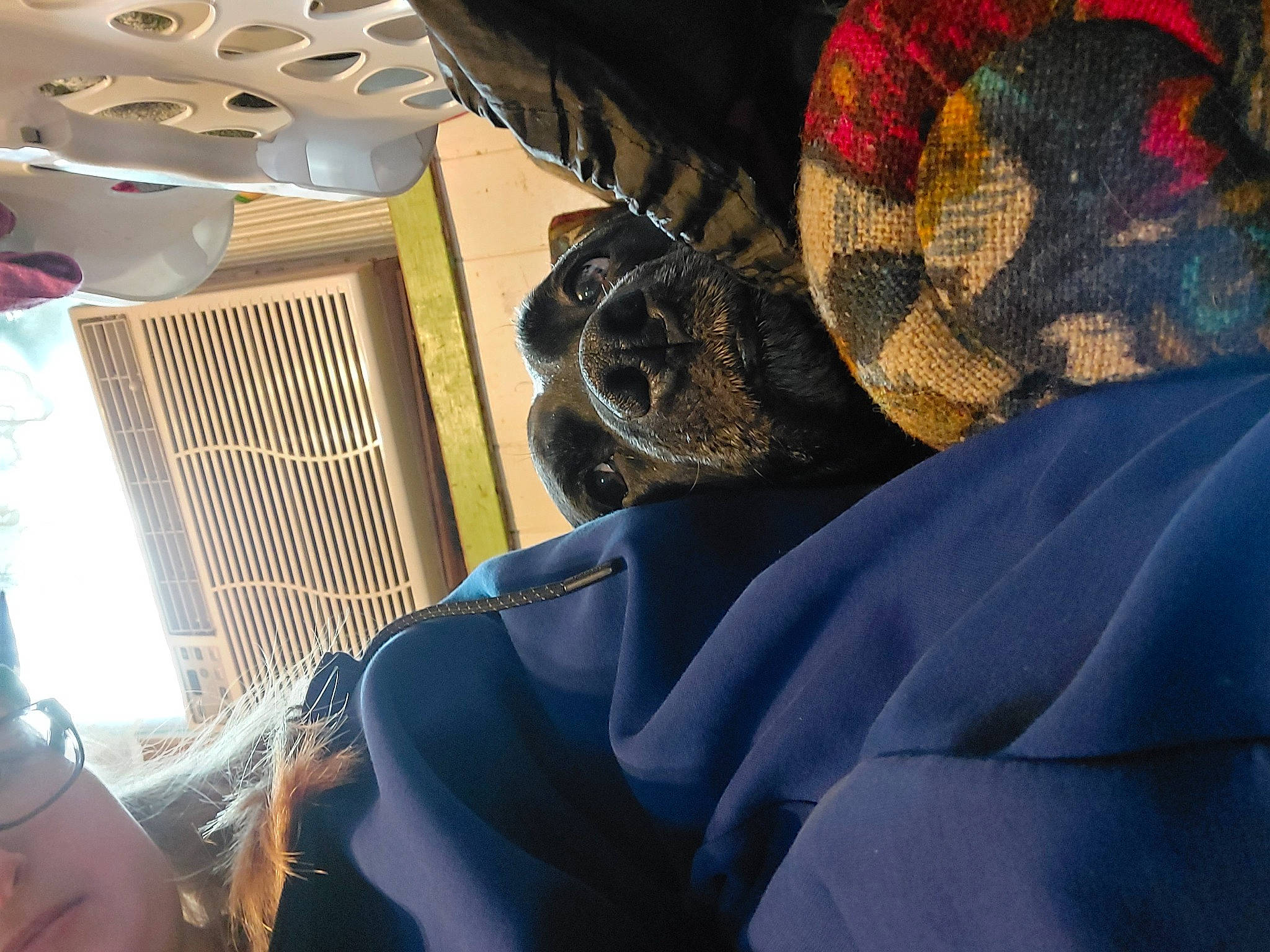 Thor is registered to the contest to win money with this photo: blanket, carmine, comfort, electric_blue, fur, linens, nap, pattern, room, tints_and_shades, wool, woolen, woven_fabric