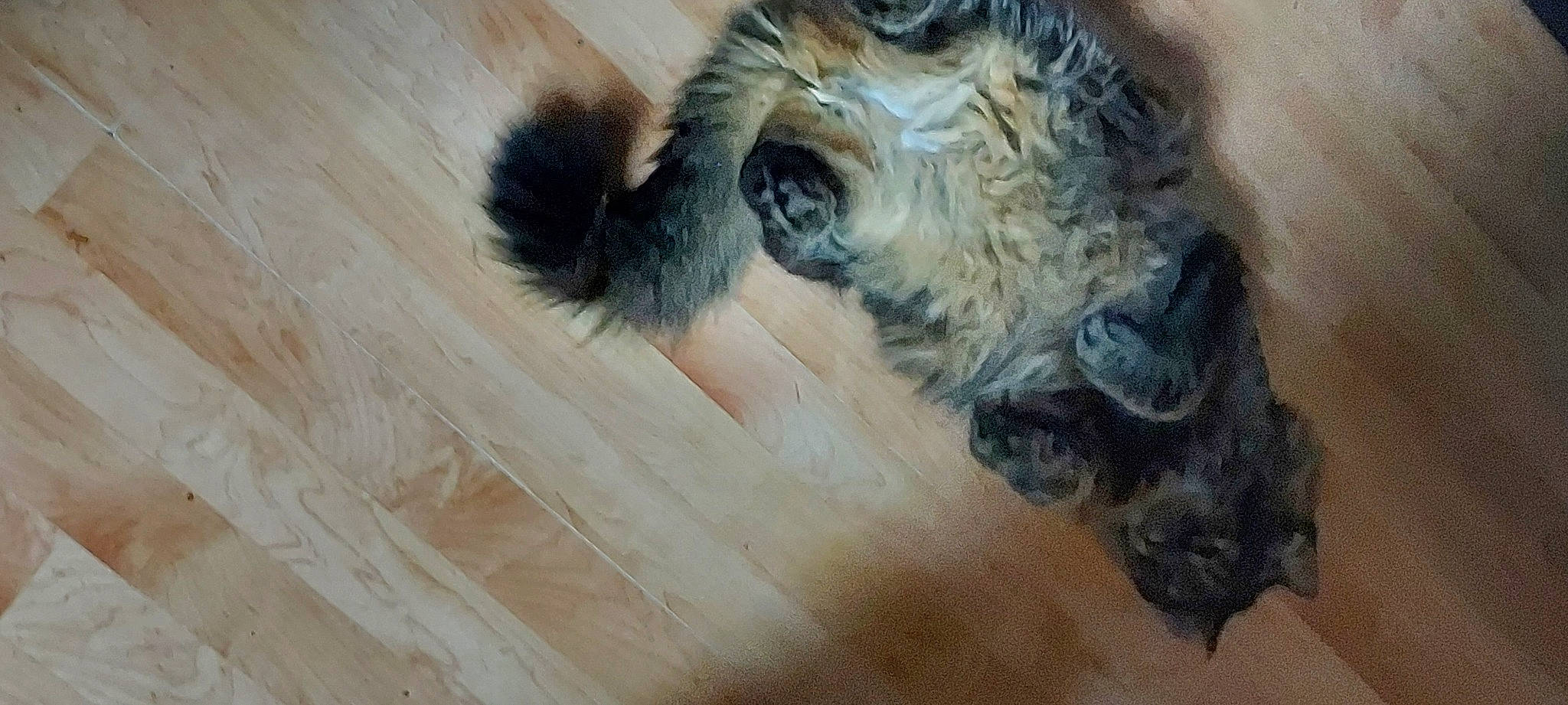 Cheese joined the competition — help win amazing prizes! art, canidae, dog_breed, ear, eye, fawn, fur, goat, hardwood, lion, liver, livestock, natural_material, paw, sporting_group, terrestrial_animal, whiskers, wood, wood_stain, working_animal