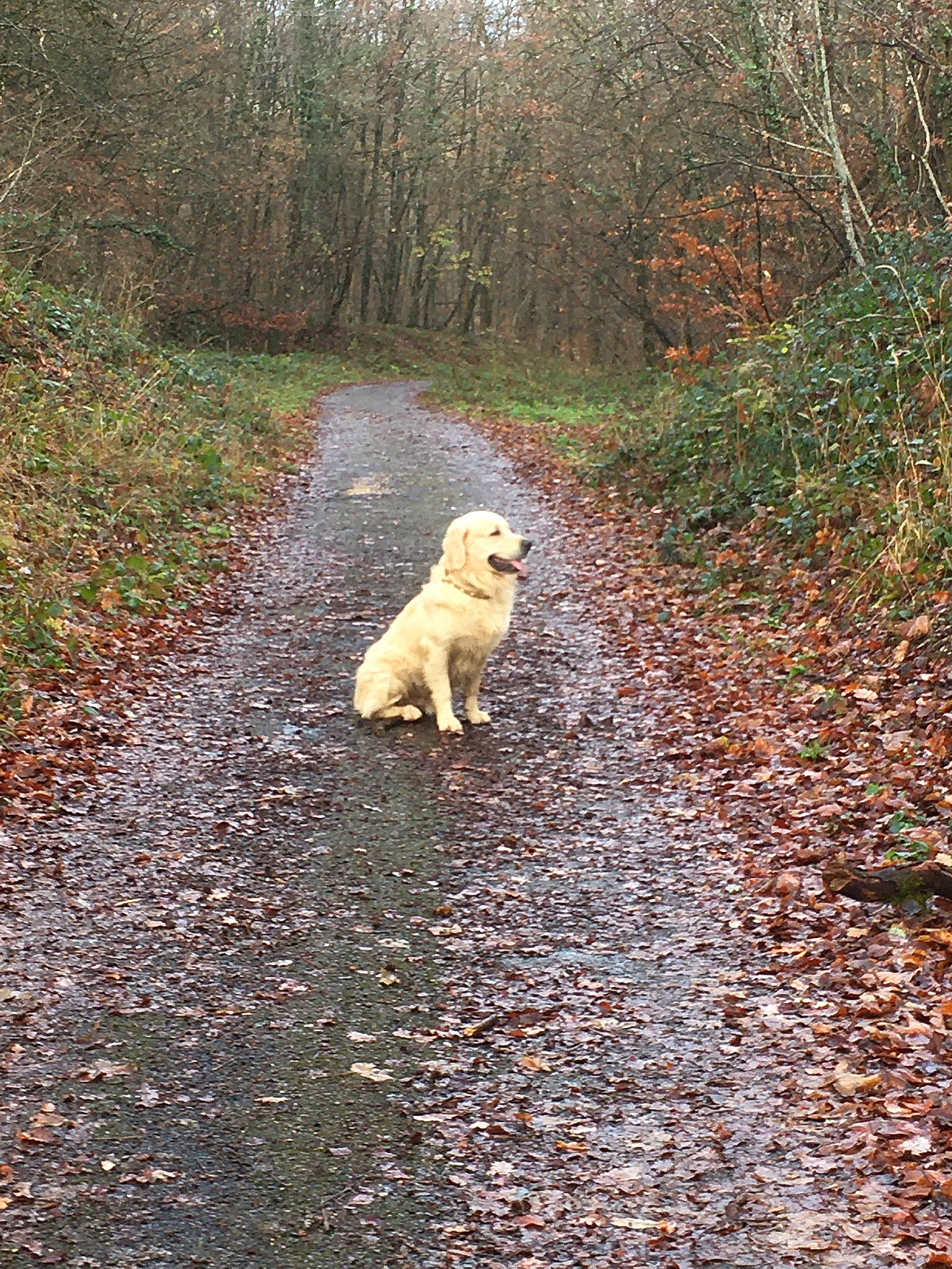 Oscar participe au concours pour gagner de l'argent avec cette photo : autumn, canidae, carnivore, companion_dog, deciduous, dog, dog_breed, fawn, forest, leaf, mammal, northern_hardwood_forest, old_growth_forest, retriever, sporting_group, tail, temperate_broadleaf_and_mixed_forest, trail, woodland, working_animal