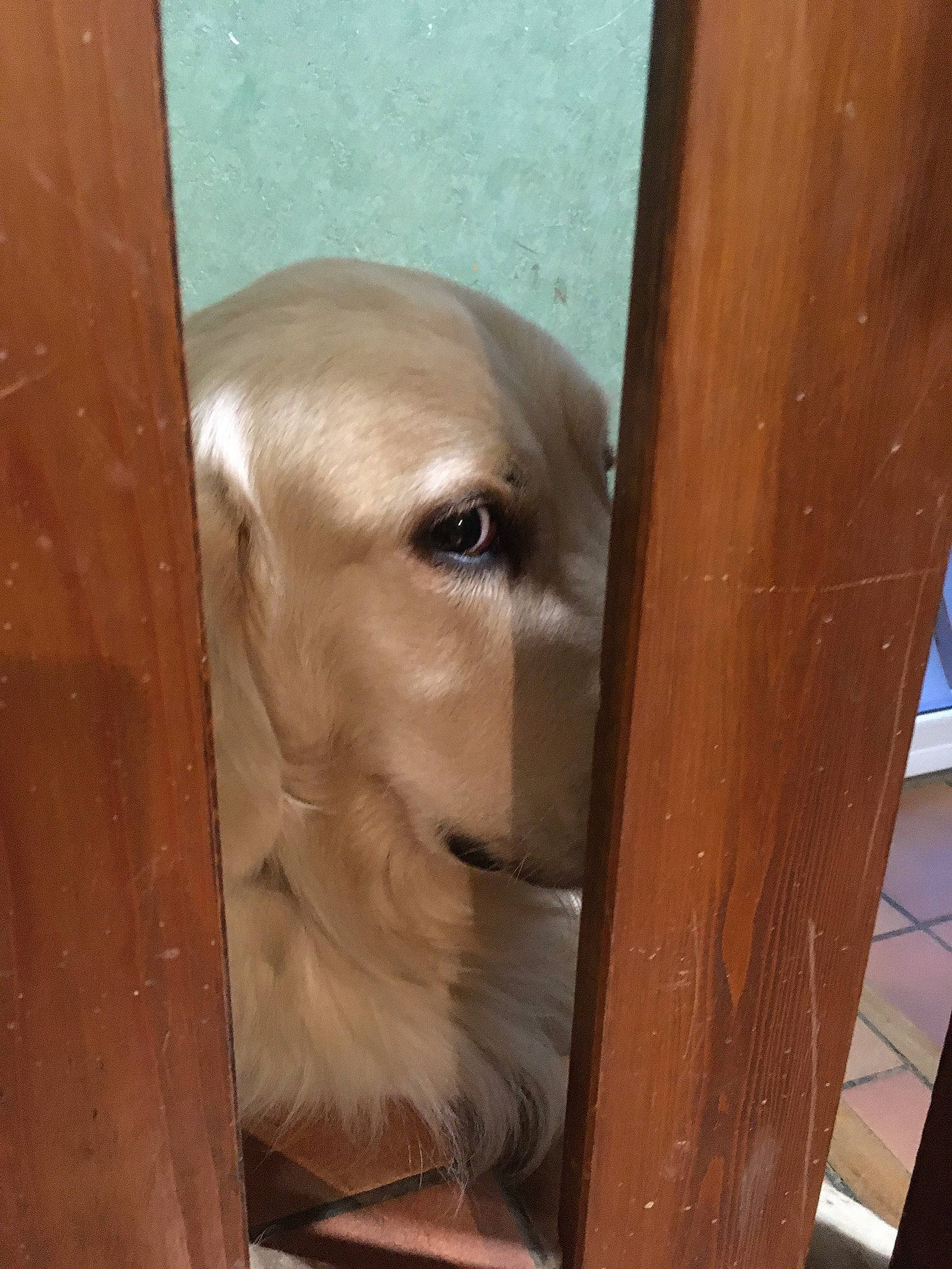 Oscar participe au concours pour gagner de l'argent avec cette photo : canidae, carnivore, companion_dog, dog, dog_breed, fawn, fixture, golden_retriever, hardwood, labrador_retriever, paint, plywood, retriever, snout, sporting_group, tan, varnish, wood, wood_stain, working_animal