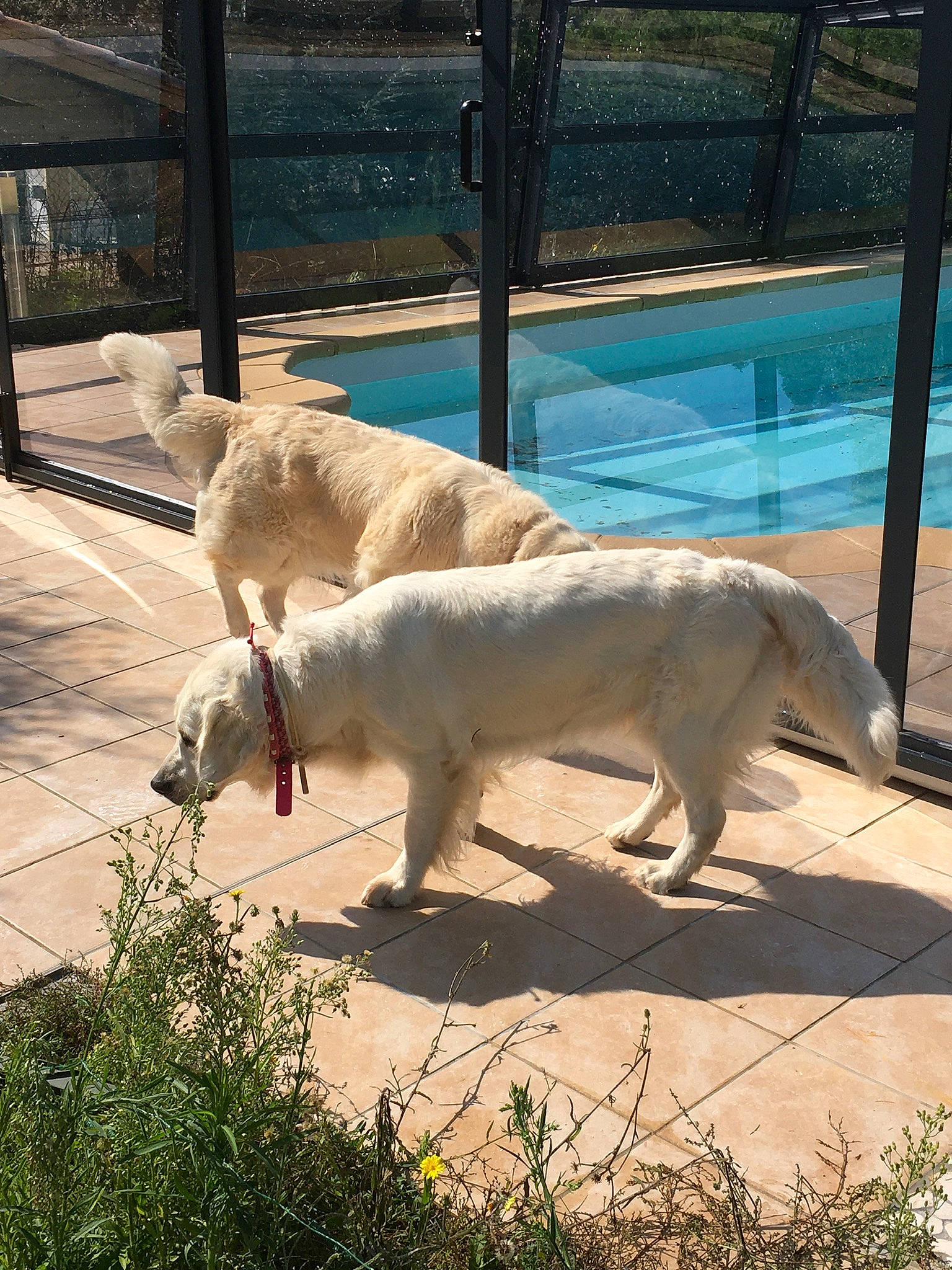 Oscar a rejoint le concours — aidez-le/la à gagner de superbes lots ! alpaca, ancient_dog_breeds, canidae, carnivore, claw, collar, companion_dog, dog, dog_breed, fawn, fur, shade, sporting_group, tail, terrestrial_animal, vertebrate, working_animal, zoo