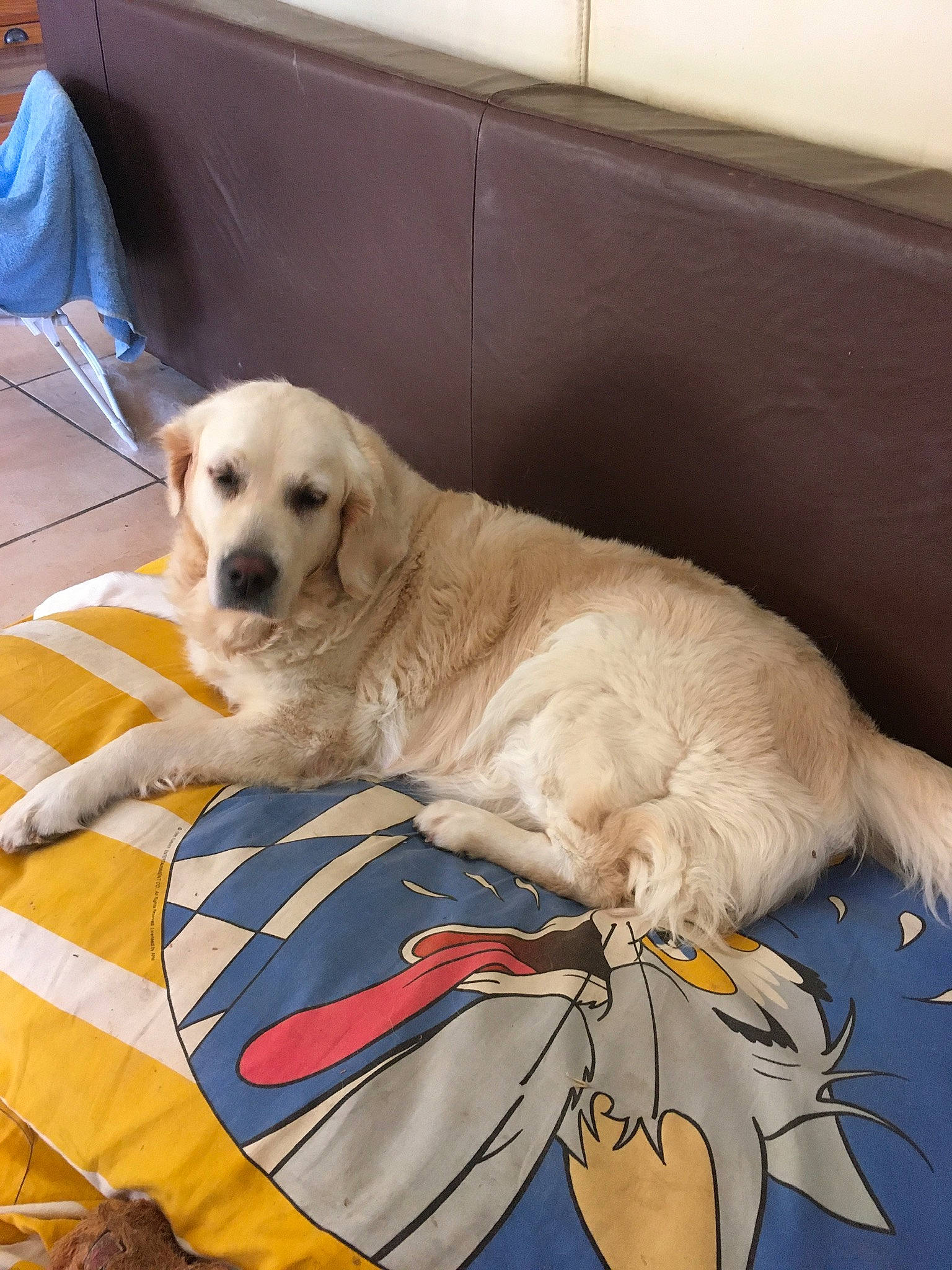 Oscar a rejoint le concours — aidez-le/la à gagner de superbes lots ! canidae, carnivore, collar, comfort, companion_dog, couch, dog, dog_breed, floor, flooring, fur, home, labrador_retriever, linens, living_room, retriever, snout, sporting_group, vertebrate, yellow