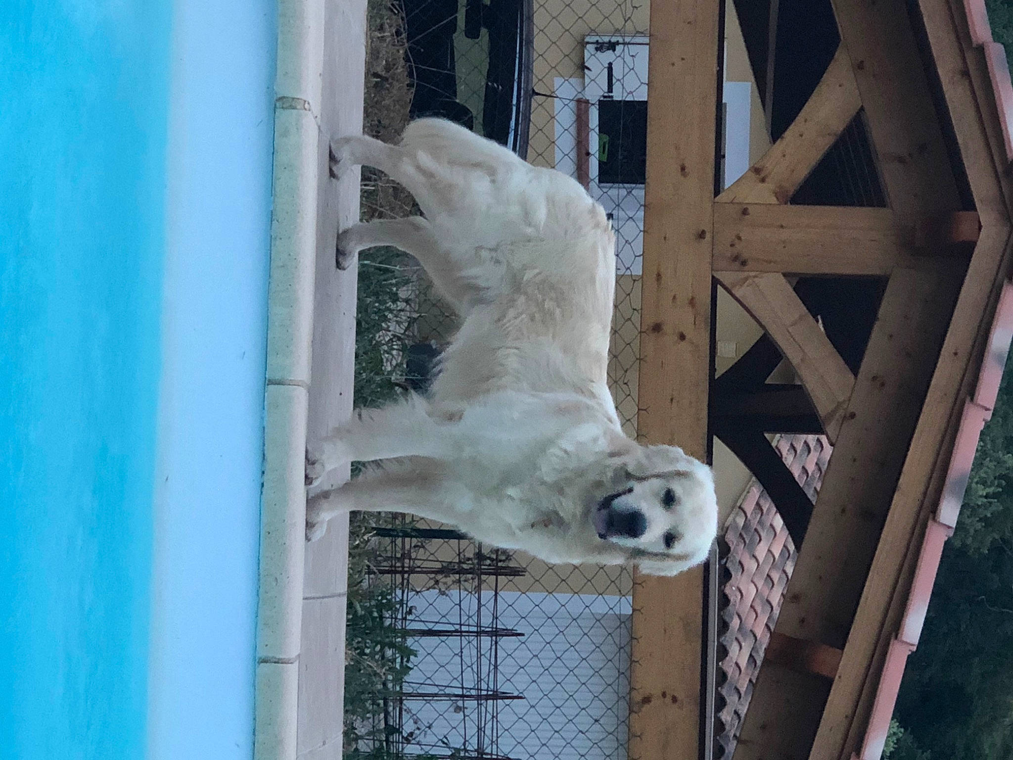 Oscar a rejoint le concours — aidez-le/la à gagner de superbes lots ! aqua, canidae, carnivore, companion_dog, dog, dog_breed, snout, sporting_group