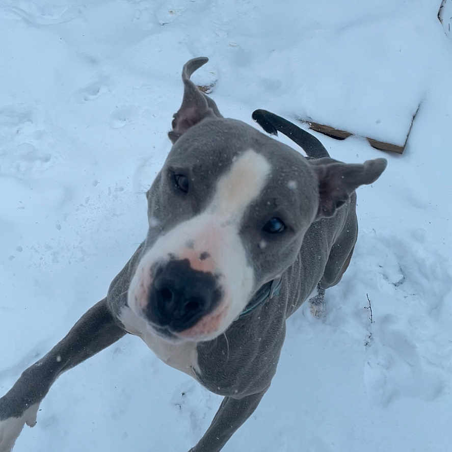 Max is registered to the contest to win money with this photo: active, animal, backyard, canine, collar, dog, ears, excited, fur, gray, happy, jumping, nature, outdoor, pet, playful, snow, snowfall, white, winter