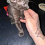 Luna joined the competition — help win amazing prizes! kitten, black_cat, hand, tattoo, finger, nibbling, curious, fur, ashtray, red_box, dark_surface, pet, animal, cute, playing, closeup, indoor, small, paw, whiskers