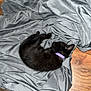 Luna is registered to the contest to win money with this photo: kitten, cat, sleeping, purple_collar, gray_sheet, wooden_floor, pet, animal, fur, cute, resting, indoor, small, cozy, black_fur, domestic_cat, nap, relaxation, soft_texture, quiet