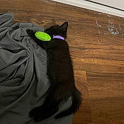 Luna is registered to the contest to win money with this photo: kitten, black_cat, toy, purple_collar, blanket, wooden_floor, sleeping, pet, indoor, feline, young_cat, animal, cute, domestic, resting, fur, claw, whiskers, small, cozy