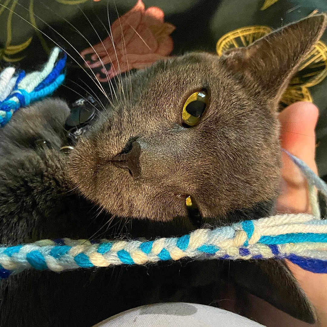 Dusty joined the competition — help win amazing prizes! cat, gray_cat, pet, feline, close_up, portrait, yellow_eyes, whiskers, ears, fur, lying_down, upside_down, rope_toy, playful, indoor, floral_background, textile, human_hand, cozy, photography