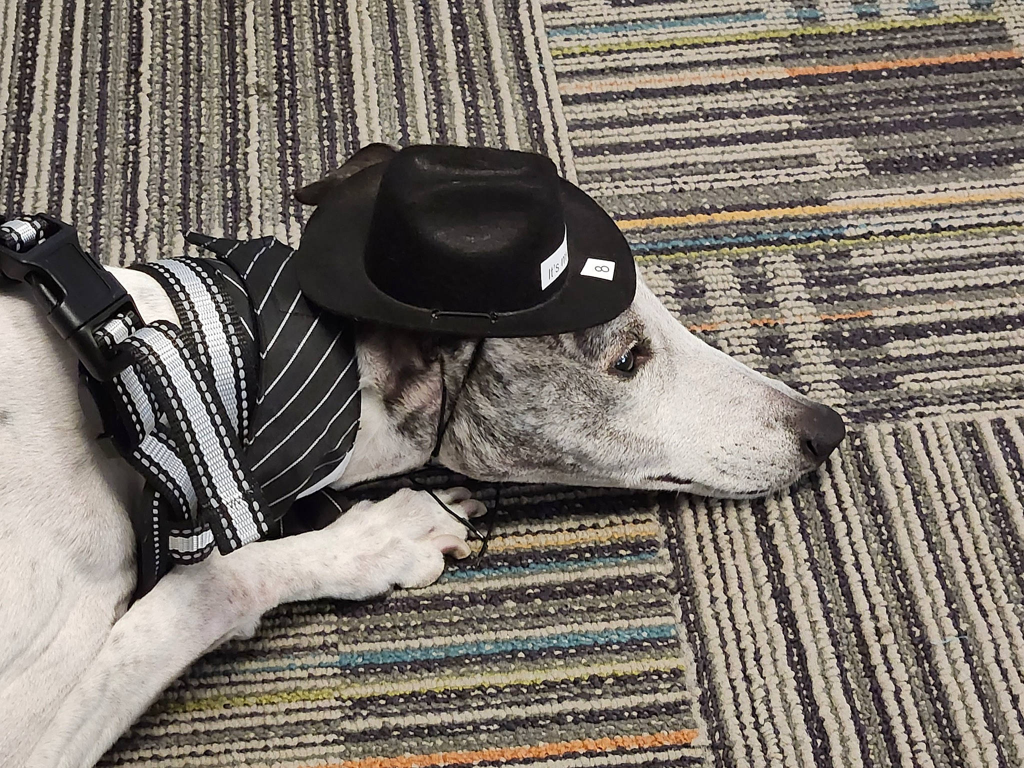 Dakota Anthony Lanfair is registered to the contest to win money with this photo: cap, carnivore, collar, comfort, companion_dog, costume_hat, dog, dog_breed, dog_clothes, dog_collar, dog_supply, fashion_accessory, guard_dog, hat, monochrome, monochrome_photography, pattern, personal_protective_equipment, sighthound, working_animal