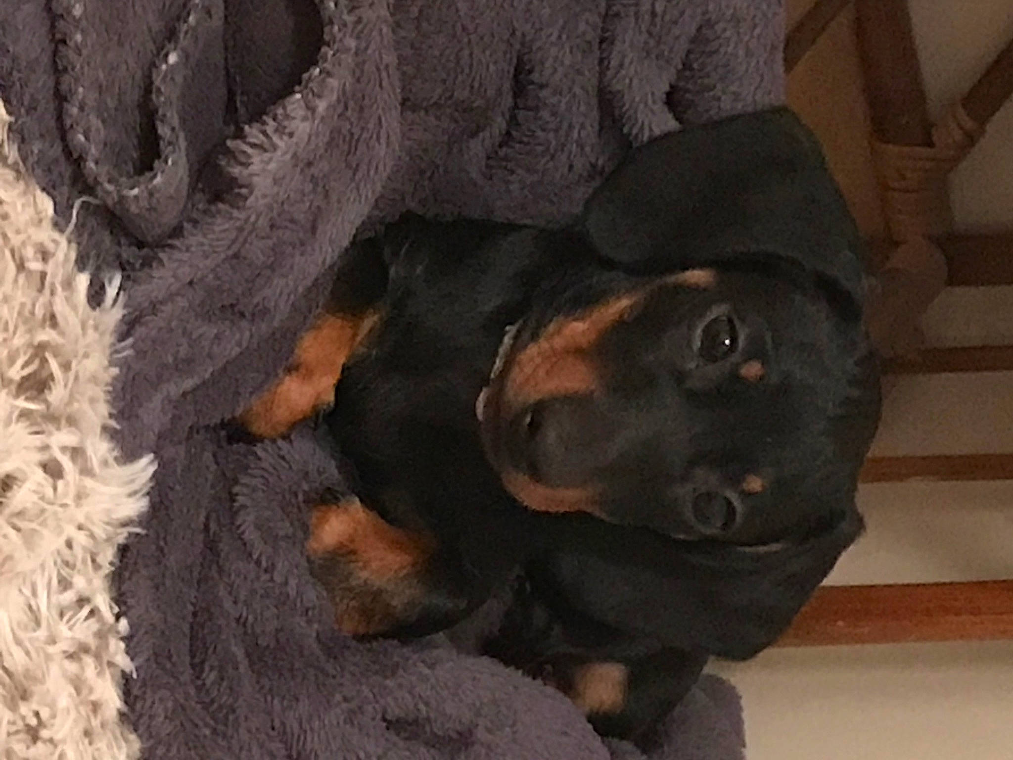 Thot participe au concours pour gagner de l'argent avec cette photo : brown, canidae, carnivore, comfort, companion_dog, dog, dog_breed, ear, fawn, fur, guard_dog, liver, mammal, rottweiler, snout, sporting_group, toy_dog, wood, working_animal, working_dog