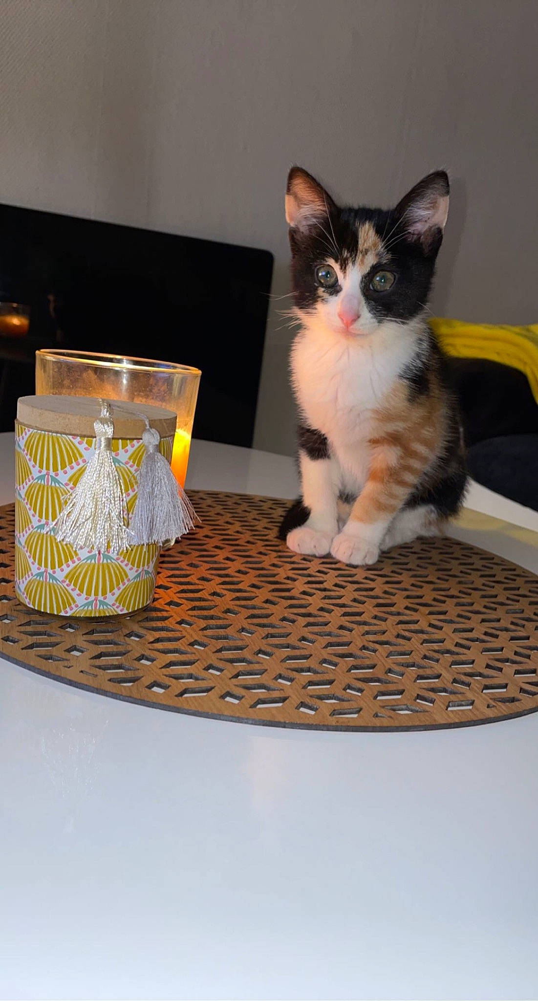 Raïna a rejoint le concours — aidez-le/la à gagner de superbes lots ! american_wirehair, asian, carnivore, cat, cat_supply, domestic_short_haired_cat, european_shorthair, felidae, kitten, polydactyl_cat, small_to_medium_sized_cats, table, whiskers