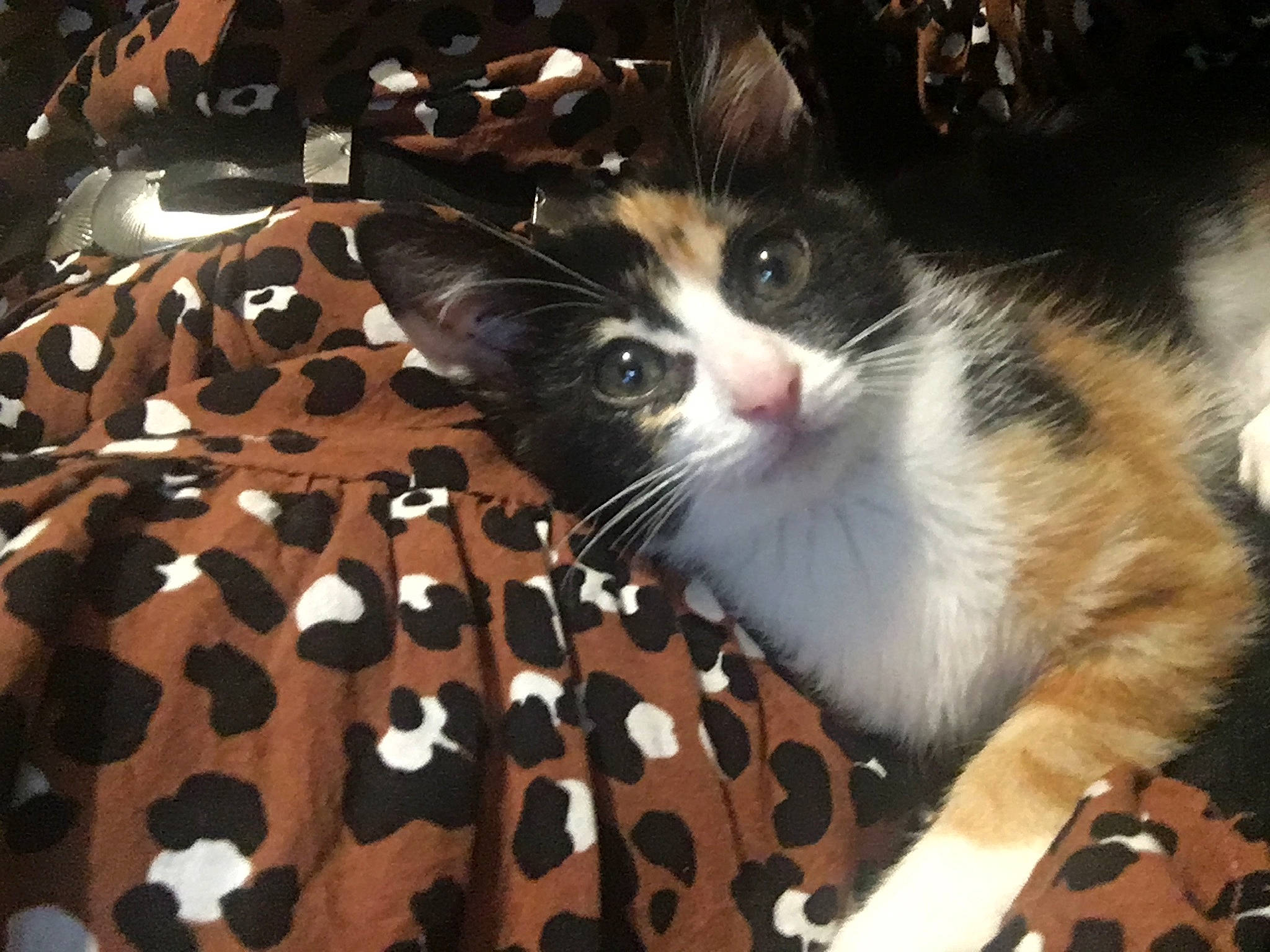 Raïna participe au concours pour gagner de l'argent avec cette photo : carnivore, cat, domestic_short_haired_cat, european_shorthair, felidae, fur, kitten, mammal, polydactyl_cat, small_to_medium_sized_cats, whiskers