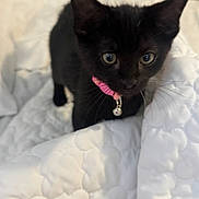 Charlie is registered to the contest to win money with this photo: kitten, black_cat, pet, animal, collar, bell, whiskers, bed, quilt, white, cute, feline, indoor, young, curious, small, fur, ears, eyes, domestic_cat