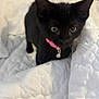 kitten, black_cat, pet, animal, collar, bell, whiskers, bed, quilt, white, cute, feline, indoor, young, curious, small, fur, ears, eyes, domestic_cat