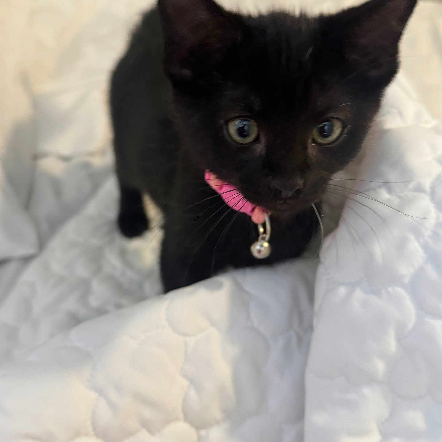 Charlie is registered to the contest to win money with this photo: animal, bed, bell, black_cat, collar, curious, cute, domestic_cat, ears, eyes, feline, fur, indoor, kitten, pet, quilt, small, whiskers, white, young