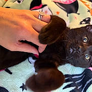 Charlie joined the competition — help win amazing prizes! bedding, black_cat, blanket, cat, closeup, cozy, domestic_animal, eyes, fur, hand, human_hand, indoor, kitten, manicure, paw, pet, playful, portrait, ring, whiskers