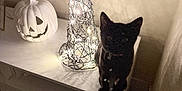 Charlie is registered to the contest to win money with this photo: black_cat, cabinet, cat, cozy, decoration, furniture, halloween, indoor, jack_o_lantern, night, pet, pumpkin, shadow, silhouette, sitting, string_lights, tabletop, tv, warm_light, wire_tree