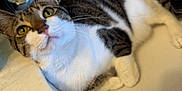 Aria joined the competition — help win amazing prizes! cat, tabby, white_paws, sink, bathroom, faucet, hairbrush, pet, animal, curious, yellow_eyes, closeup, domestic_cat, relaxed, fur, whiskers, indoor, household, cute, portrait