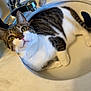 cat, tabby, white_paws, sink, bathroom, faucet, hairbrush, pet, animal, curious, yellow_eyes, closeup, domestic_cat, relaxed, fur, whiskers, indoor, household, cute, portrait