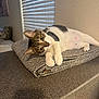 Aria is registered to the contest to win money with this photo: cat, tabby, white, pet, indoor, blanket, folded_blanket, countertop, window_blind, relaxed, curious, paws, fur, household, cozy, texture, feline, domestic_animal, resting, soft_light