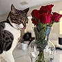Aria is registered to the contest to win money with this photo: cat, tabby_cat, licking, vase, red_roses, flowers, glass, water, indoor, table, curious, pet, domestic_animal, plant_stems, close_up, houseplant, blurred_background, feline, whiskers, collar