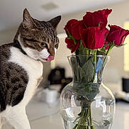 Aria joined the competition — help win amazing prizes! cat, tabby_cat, licking, vase, red_roses, flowers, glass, water, indoor, table, curious, pet, domestic_animal, plant_stems, close_up, houseplant, blurred_background, feline, whiskers, collar