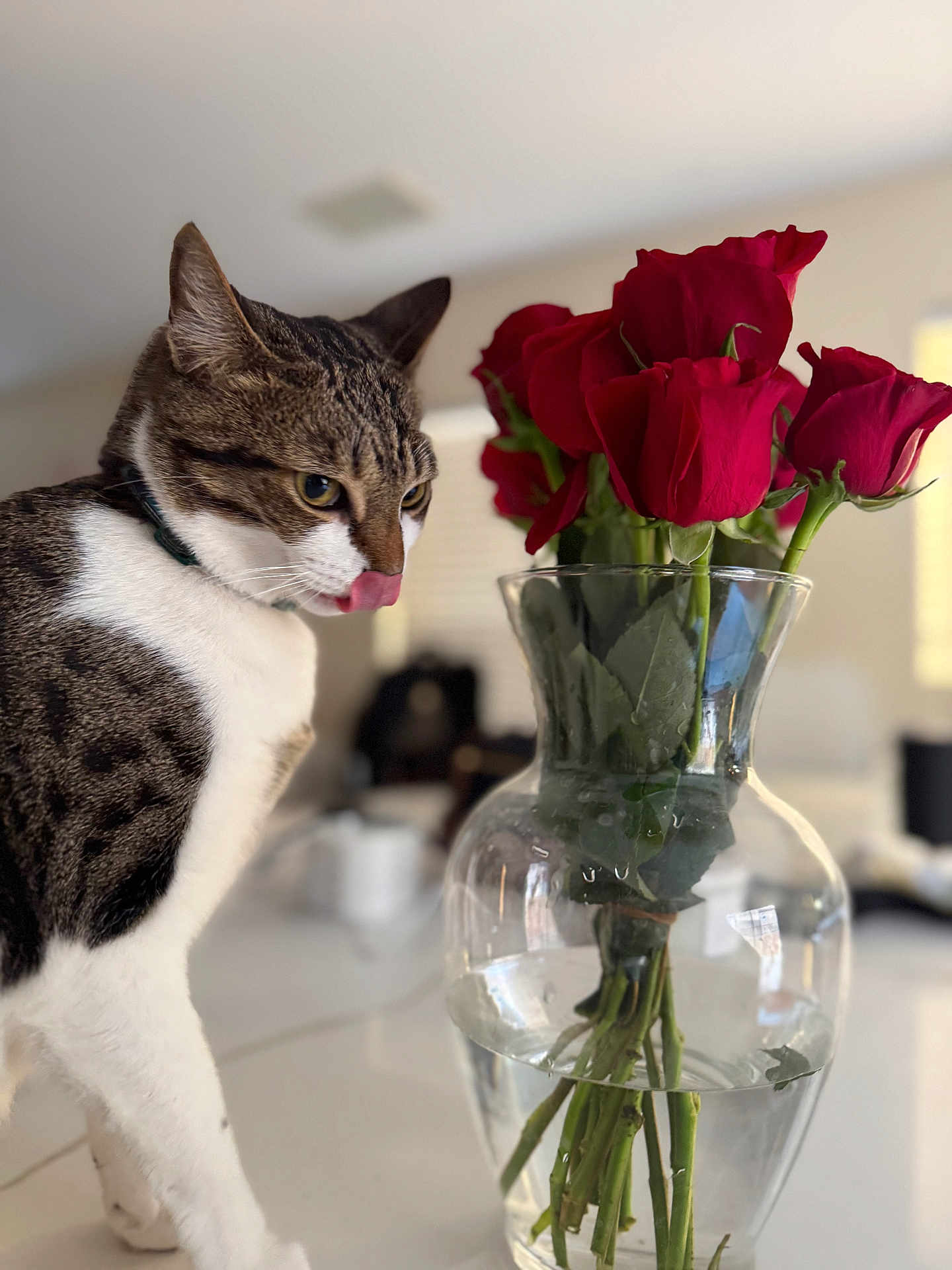 Aria joined the competition — help win amazing prizes! cat, tabby_cat, licking, vase, red_roses, flowers, glass, water, indoor, table, curious, pet, domestic_animal, plant_stems, close_up, houseplant, blurred_background, feline, whiskers, collar