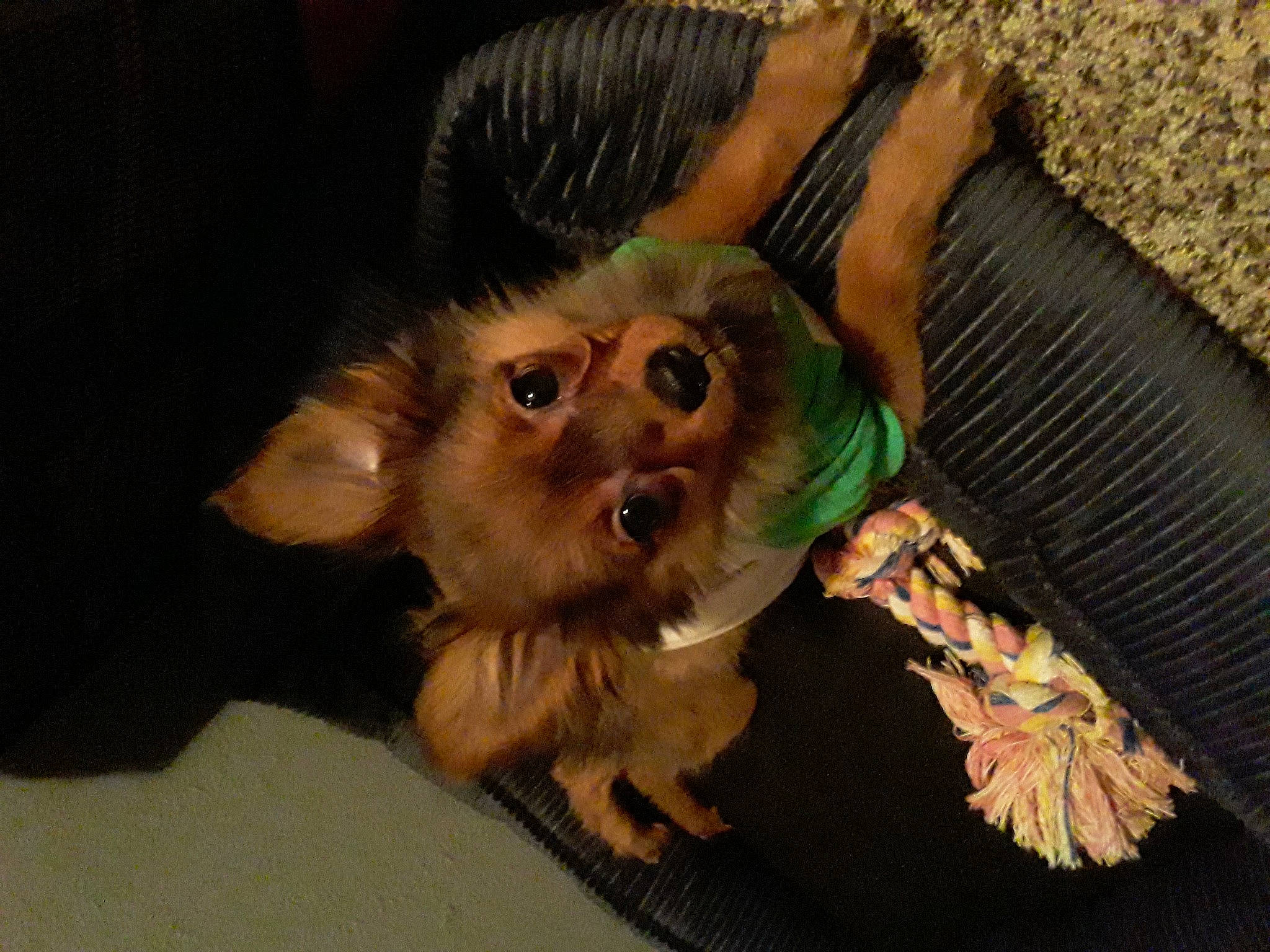 Lucy joined the competition — help win amazing prizes! canidae, carnivore, companion_dog, dog, dog_breed, dog_clothes, fawn, fur, paw, small_terrier, sporting_group, toy_dog, whiskers, working_animal