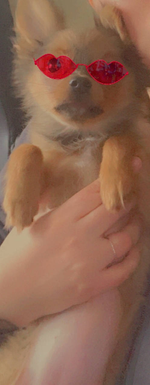 Lucy is registered to the contest to win money with this photo: abdomen, cat, chest, companion_dog, dog_breed, eyelash, fawn, felidae, finger, flesh, foot, fur, gesture, nail, paw, small_to_medium_sized_cats, snout, tail, thumb, whiskers