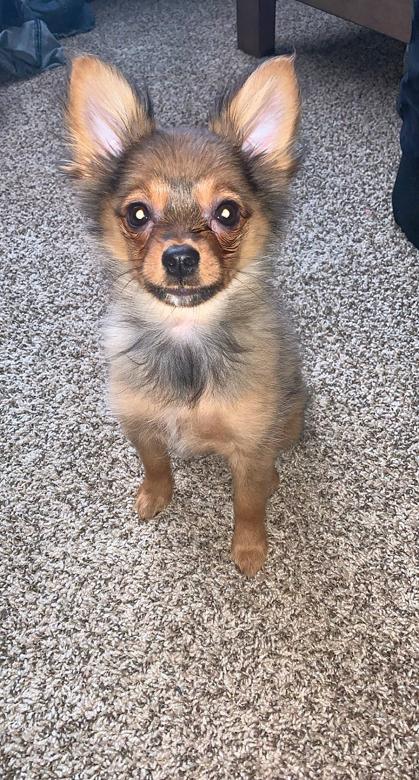 Lucy is registered to the contest to win money with this photo: canidae, carnivore, chihuahua, companion_dog, corgi_chihuahua, dog, dog_breed, ear, fawn, fur, puppy, russkiy_toy, snout, sporting_group, tail, terrestrial_animal, toy_dog, whiskers, wildlife, working_animal