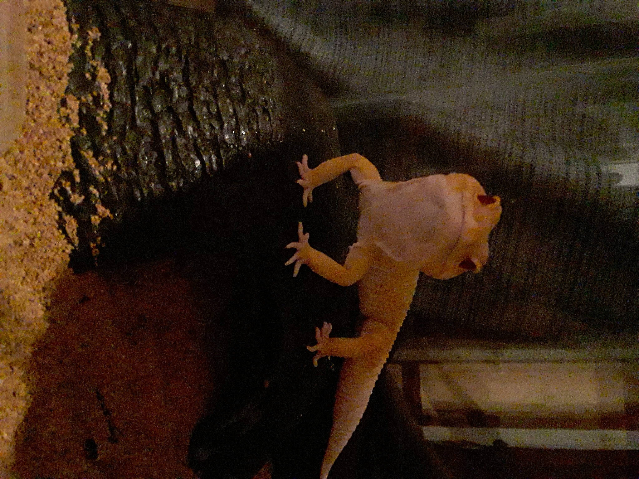 Fred is registered to the contest to win money with this photo: amphibian, animal_figure, art, canidae, carnivore, carving, dinosaur, dog_breed, felidae, reptile, sculpture, sporting_group, stuffed_toy, tail, terrestrial_animal, tints_and_shades, toy, visual_arts, wood, working_animal