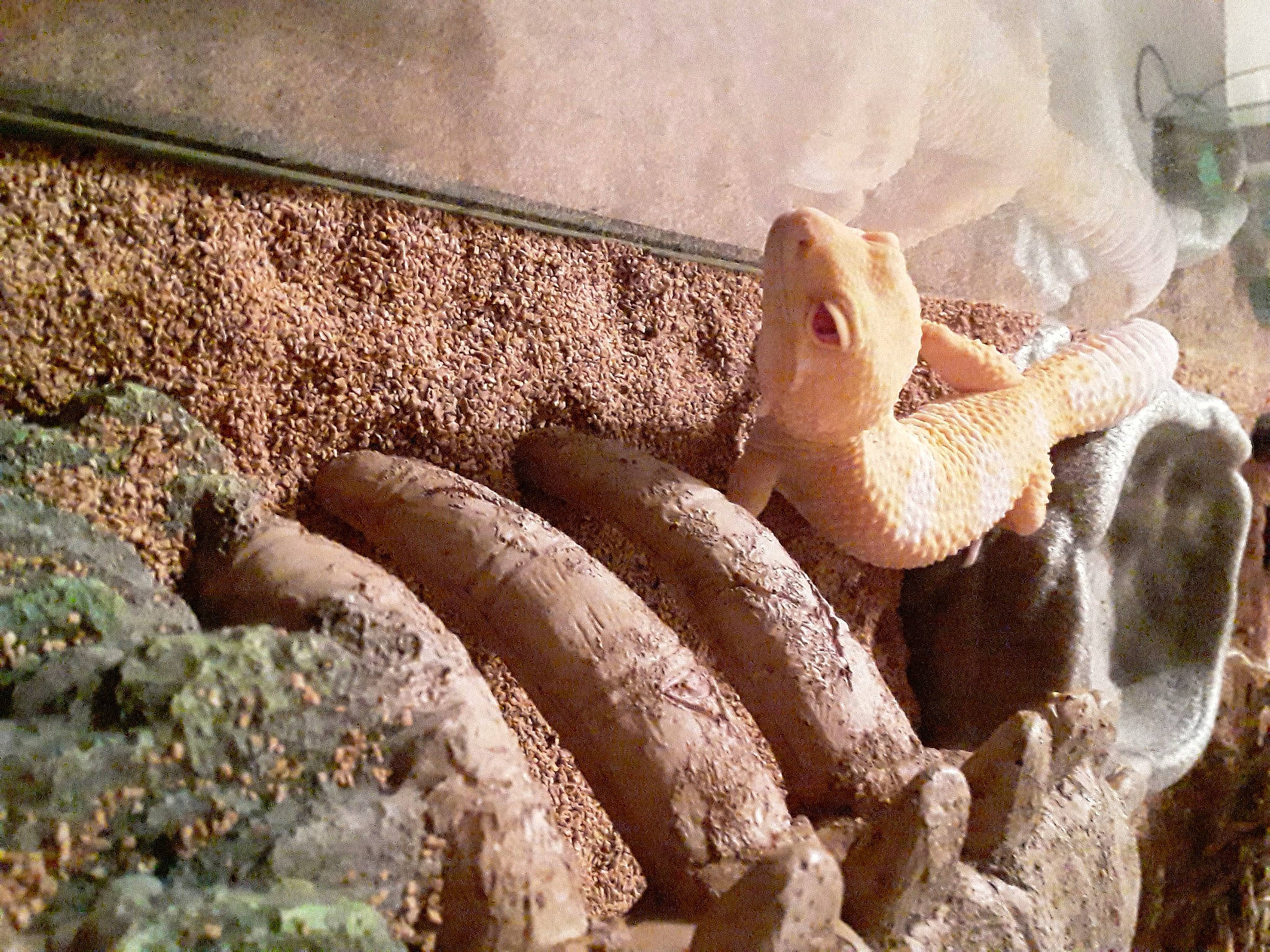 Fred is registered to the contest to win money with this photo: ancient_history, art, boa, brick, carving, cement, fur, herb, history, metal, pattern, relief, rock, scaled_reptile, sculpture, soil, stone_carving, terrestrial_animal, wood, wool