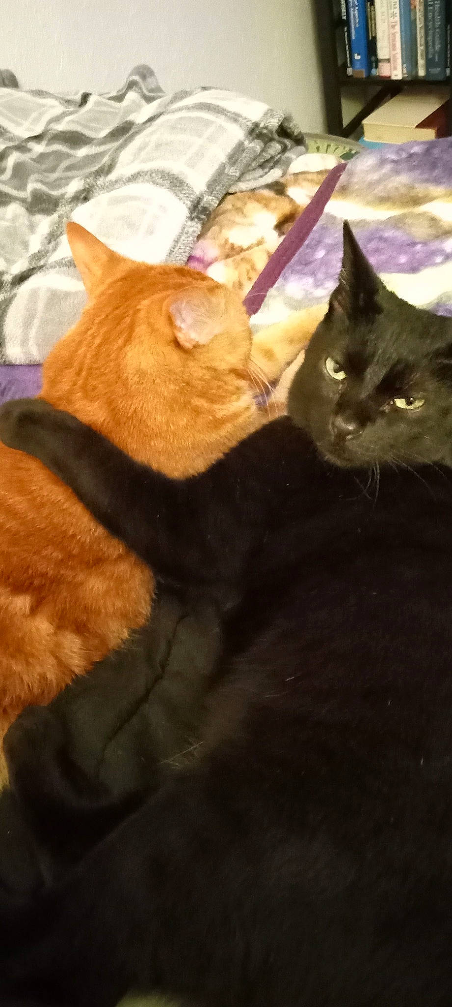 Ghost is registered to the contest to win money with this photo: brown, carnivore, cat, claw, comfort, domestic_short_haired_cat, fawn, felidae, fur, mammal, paw, small_to_medium_sized_cats, tail, terrestrial_animal, vertebrate, whiskers, wood