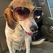 Sydney is registered to the contest to win money with this photo: dog, sunglasses, car, seat, pet, beagle, tongue, cool, aviator, canine, vehicle_interior, leather_seat, sitting, cute, companion, animal, portrait, friendly, happy, sunlight