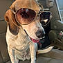 dog, sunglasses, car, seat, pet, beagle, tongue, cool, aviator, canine, vehicle_interior, leather_seat, sitting, cute, companion, animal, portrait, friendly, happy, sunlight