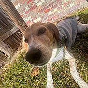 Sydney is registered to the contest to win money with this photo: animal, apparel, brick_wall, canine, close_up, curious, daylight, dog, fence, friendly, grass, hoodie, mammal, nature, outdoor, pet, portrait, relaxed, sunlight, wooden_fence