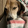 blanket, brown, canine, closeup, comfort, couch, cozy, dog, fur, indoors, nap, peaceful, pet, relaxation, resting, sleeping, snuggle, soft, warm, white