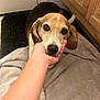 Sydney joined the competition — help win amazing prizes! dog, beagle, hand, indoor, kitchen, floor, towel, pet, animal, brown, white, black, ears, paw, looking_up, close_up, companion, cute, friendly, domestic