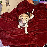 Sydney joined the competition — help win amazing prizes! dog, bed, blanket, red_blanket, plush_toy, pillow, indoor, cozy, relaxed, small_dog, fur, animal, pet, resting, comfortable, home_decor, wall_photos, string_lights, colorful_pillows, sleep_area