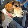 alert, animal, beagle, blanket, brown_eyes, car_interior, close_up, collar, cute, dog, domestic_animal, fur, indoor, mammal, pet, resting, seat, side_view, sunlight, window