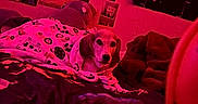 Sydney is registered to the contest to win money with this photo: dog, blanket, bed, photographs, wall, red_lighting, indoor, cozy, pet, fabric, decor, room, fur, animal, resting, comfort, portrait, blanket_pattern, soft, couch
