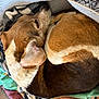 Sydney joined the competition — help win amazing prizes! dog, sleeping, curled_up, bed, blanket, brown_fur, white_fur, black_fur, pet, cozy, resting, indoors, cute, animal, fur, ear, snout, relaxing, warm, comfort